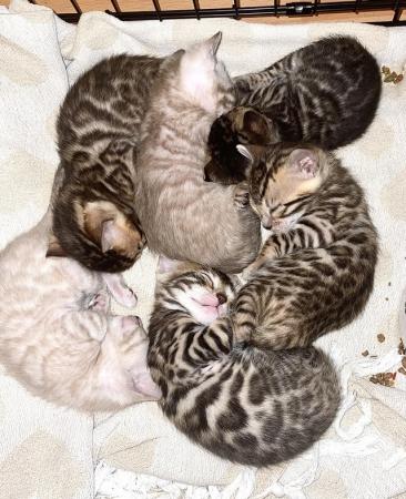 Image 3 of Beautiful Bengal Kittens for sale full pedigree