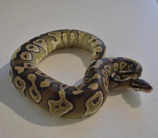 Image 3 of Mojave Ball python Royal python