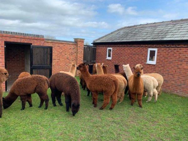 Image 3 of Alpaca Weanlings for sale males & females.All reduced price