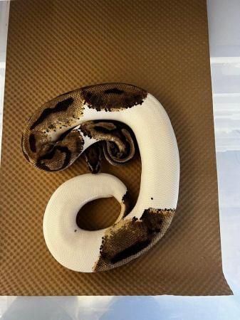 Image 3 of Female Pastel Pied Royal Python
