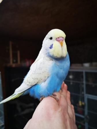 Image 3 of Baby hand tamed budgies for sale