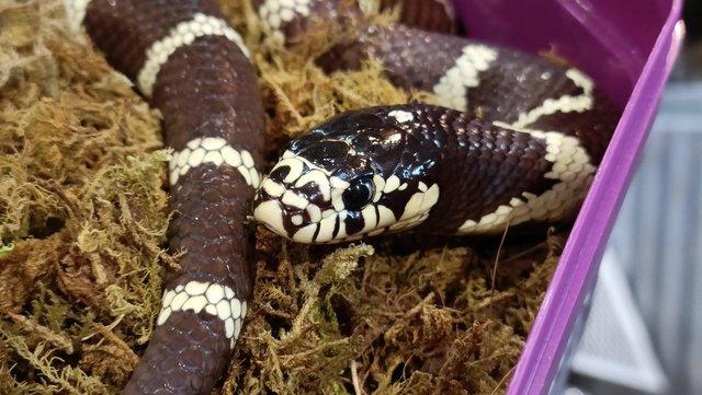 Image 2 of Various Kingsnakes (Florida, California, hybrids) and more