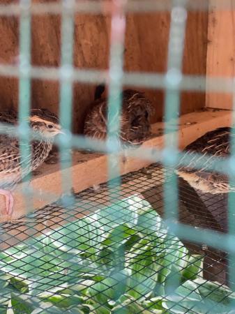 Image 3 of quails for sale 7,4,3 weeks old