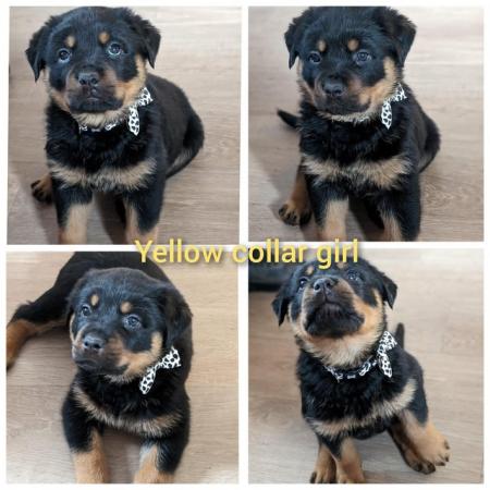 Image 5 of 6 week old chunky beautiful rottweiler pups