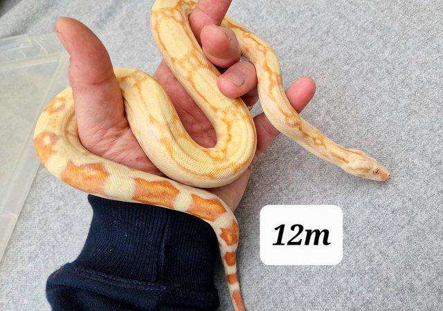 Preview of the first image of Albino roswell Laddertail boa constrictor 12m.