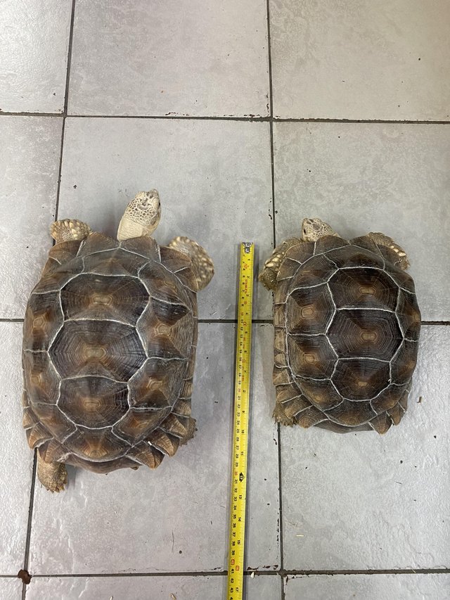 Preview of the first image of 2021 Sulcata tortoises £350 Each or £600 Both.