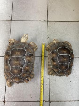 Image 1 of 2021 Sulcata tortoises £350 Each or £600 Both