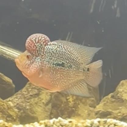 Image 4 of LARGE MALE FLOWERHORN FOR SALE £55 ONO
