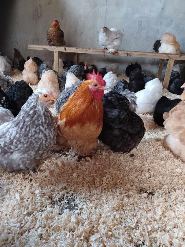 Preview of the first image of Point of Lay Pekins Pullets Various Colours !.