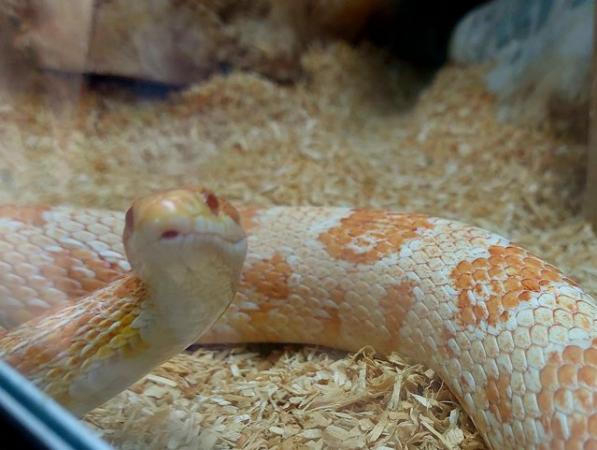 Image 3 of 2 beautiful corn snakes with vivs
