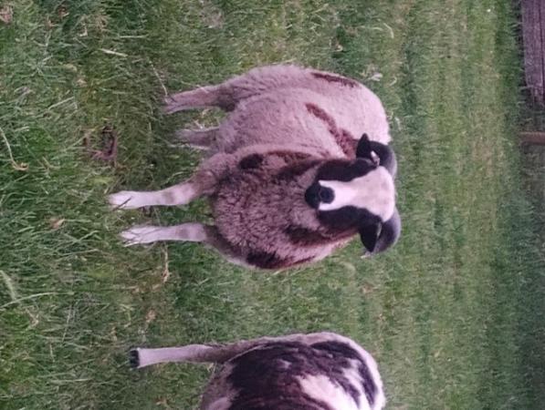 Image 2 of Pedigree Jacobs Ram lambs