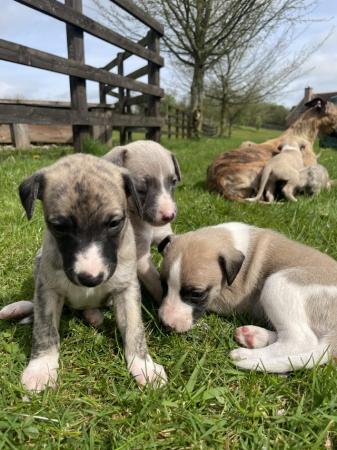 Image 4 of Beautiful KC Registered Whippet Puppies!!