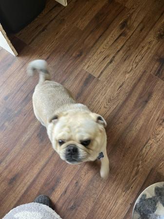Image 12 of 3 year old female & 2 year old male pugs for sale