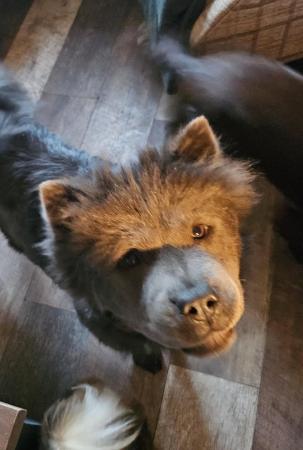 Image 4 of Blue Chow chow bitch needing a new home