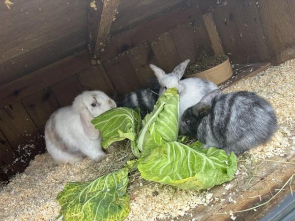 Image 15 of READY NOW Pure Mini Lop Babies,