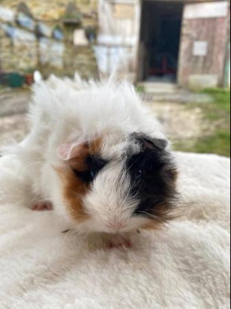 Image 16 of Beautiful female guinea pigs 3 months old
