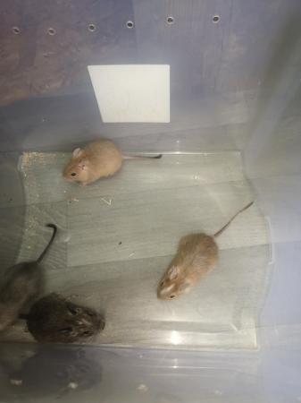 Image 2 of Degu babies ready for new homes