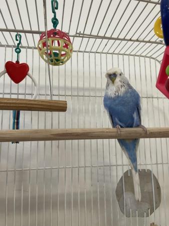 Image 3 of adorable male budgie and large cage