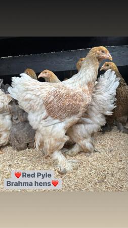 Image 1 of Large fowl Brahma and faverolle hens
