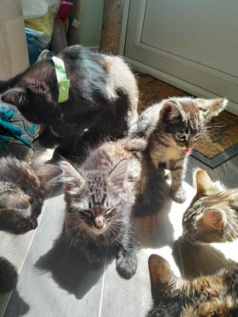 Image 13 of Beautiful Kittens various ages looking for fun families!