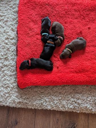 Image 3 of Smooth haired miniature dachshund litter of 5