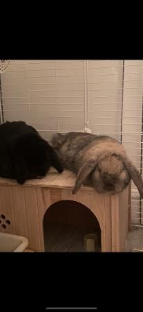 Image 3 of 2 sister French lop rabbits approx 11 months old