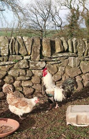 Image 1 of Shetland cockerel and three laying hens
