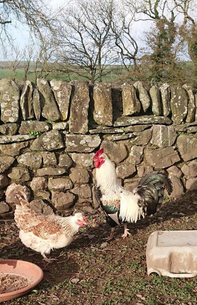 Preview of the first image of Shetland cockerel and three laying hens.