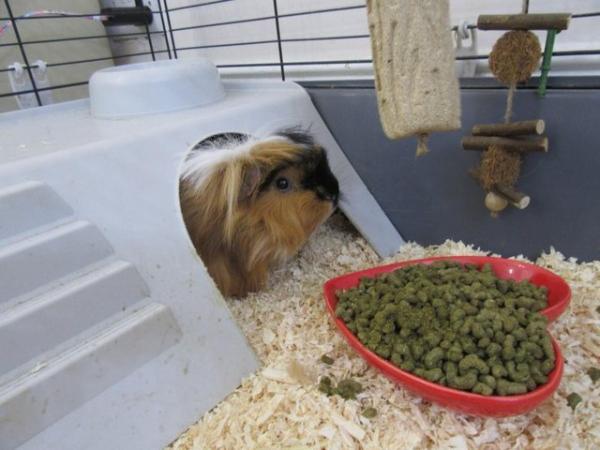 Image 1 of 2 male long haired guinea pigs looking for a new home