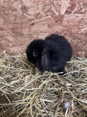 Image 3 of Mini lop bunnies rabbits