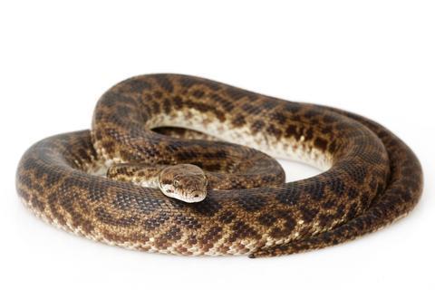 Image 1 of ALL STOCKED SNAKES HERE AT WARRINGTON PETS & EXOTICS