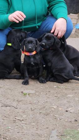 Image 1 of Only 2 Sprockerdor pups for sale ready to leave now