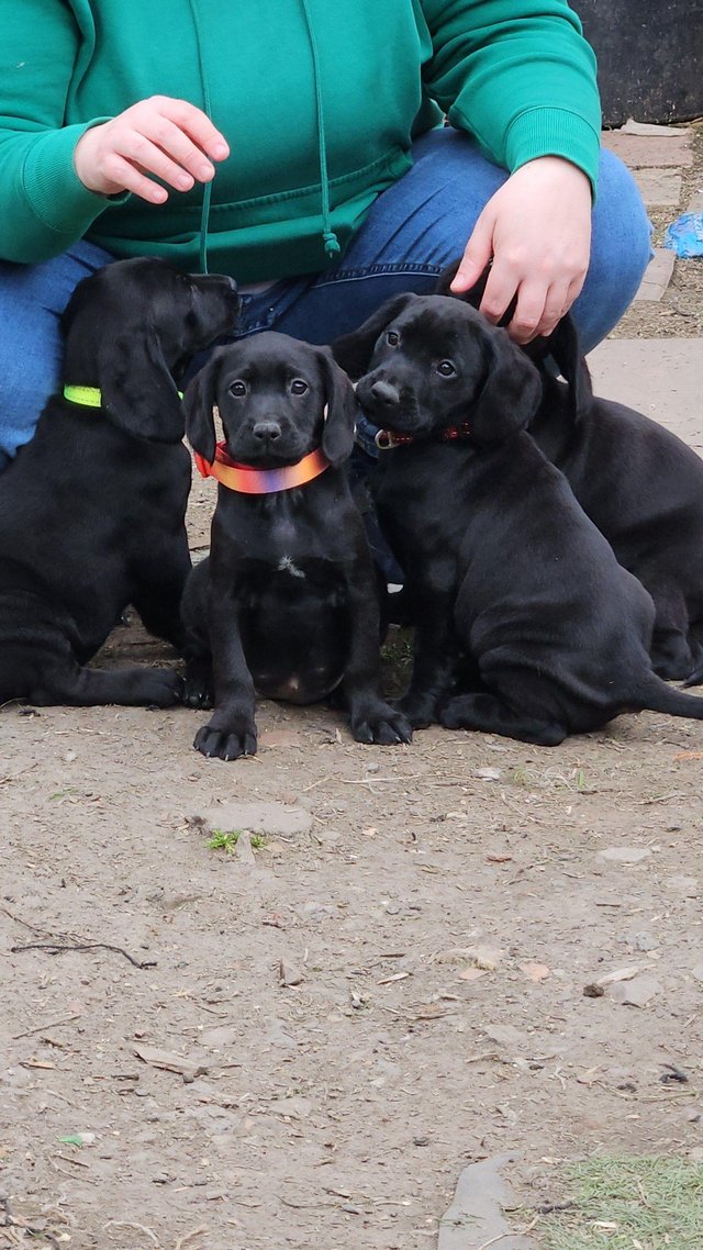 Preview of the first image of Sprockerdor pups for sale ready to leave now.