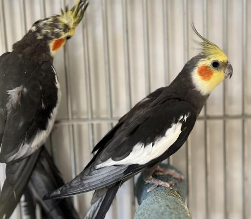 Image 11 of Quality Baby & Adult breeding cockatiels - Various Colours
