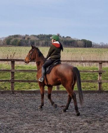Image 2 of Wanted- 15hh+ Horse for experienced rider (£2500 max)