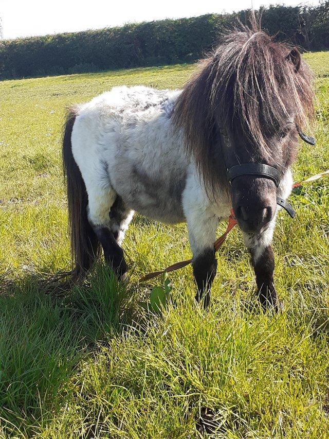 Preview of the first image of Mini shetland Stallion.....