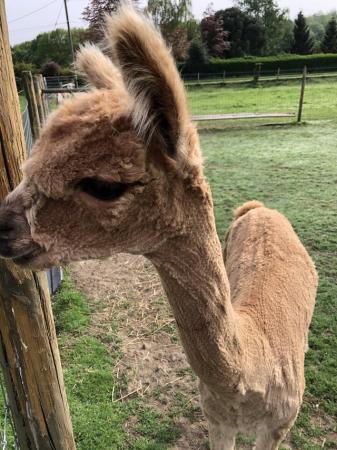 Image 1 of 2 male Alpaca weanlings 11 months old for sale