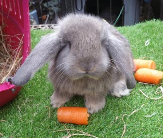 Image 7 of Giant French Lop babies - fully vaccinated 3 in 1