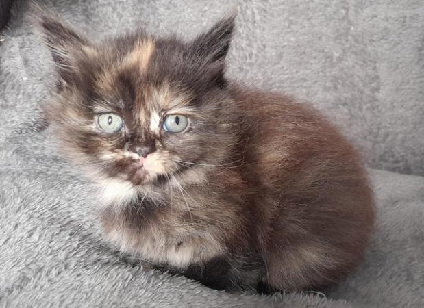 Image 2 of Maine coon x Persian kittens