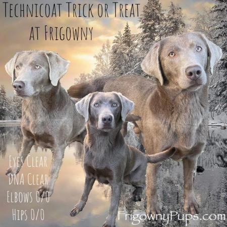 Image 3 of **PRICE REDUCED** Stunning Silver Labrador Boys
