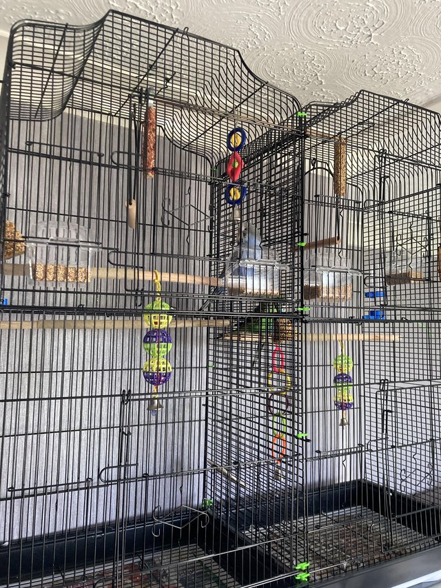 Preview of the first image of Parakeet/budgie full set up.