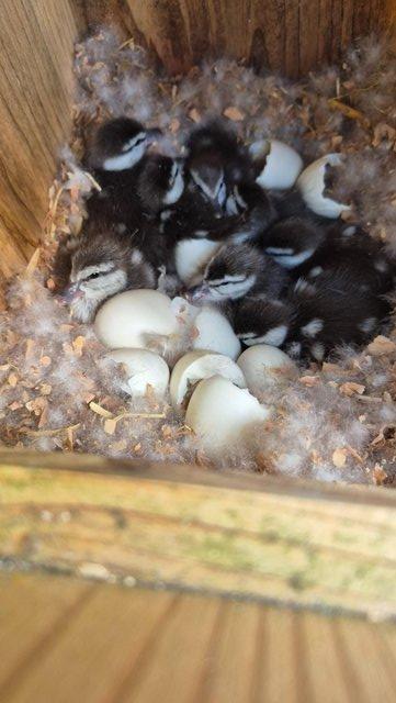 Friendly Ringed Teal Ducklings available — photo 2 of 4