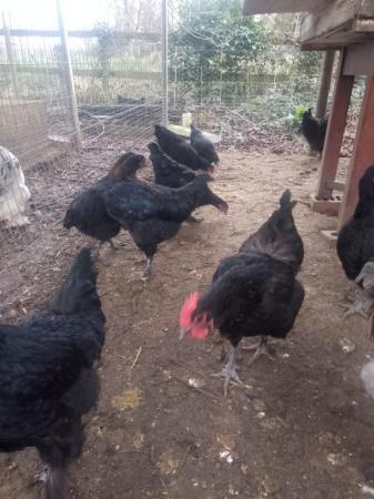 Image 4 of point of lay Copper Marans hens