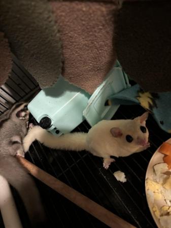 Image 10 of Two sugar gliders plus full set up