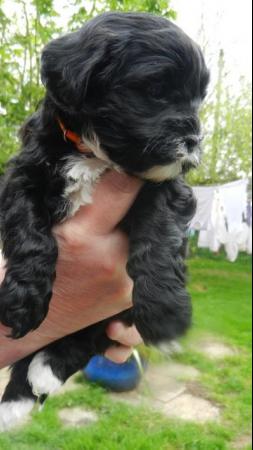 Image 4 of Shih tzu cross miniature poodle pups