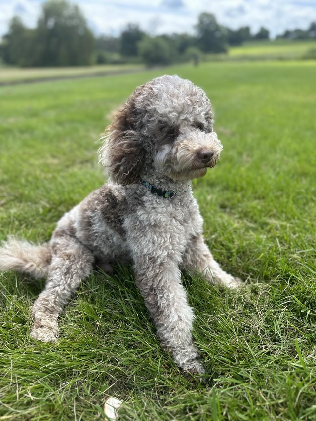 Preview of the first image of Extensively health tested chocolate Merle miniature poodle.