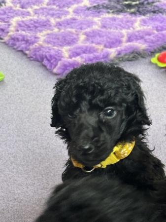Image 5 of Working standard poodle pups