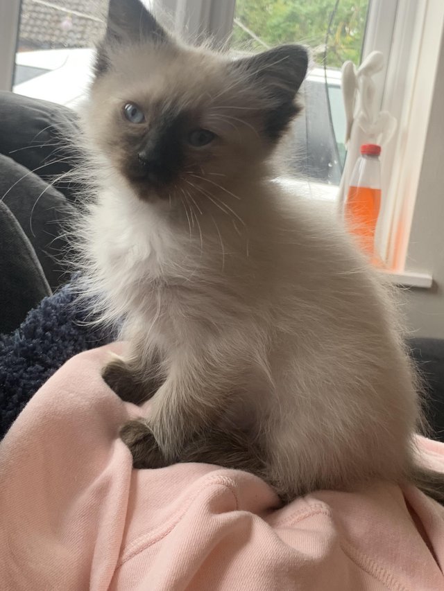 Preview of the first image of 9 week old ragdoll seal point female kitten ready now.