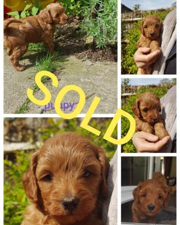 Image 5 of Cockapoo Puppies all sold