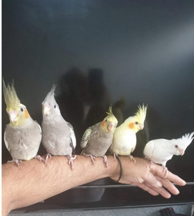 Preview of the first image of Beautiful handreared baby cockatiel.